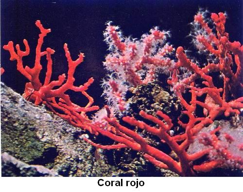 Coral rojo.jpg